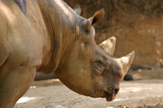 rhino_boma