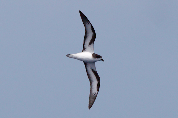 Bermuda Petrel at Hatteras, NC, by Chris Sloan (05-23-2009) 