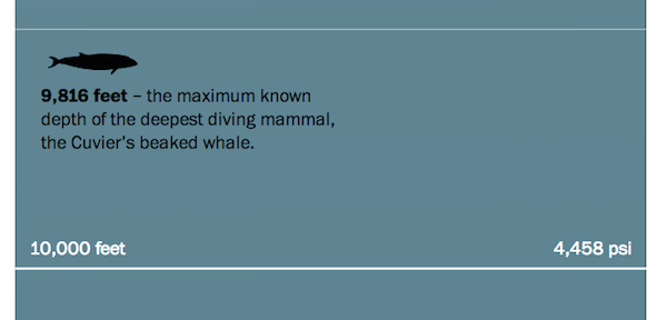 cuviers beaked whale