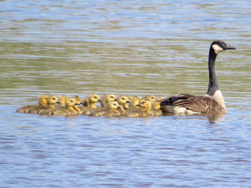 Too many goslings May 25, 2014 039 copy