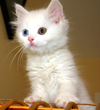 SEO bait: First cat photo ever on Contrarian