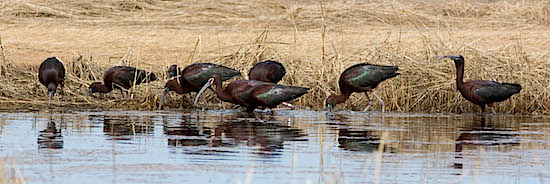 Glossy Ibis