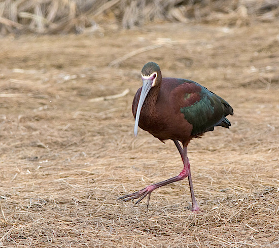White-Faced Ibis