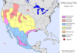 white_faced_ibis_map_big