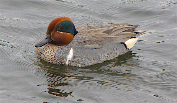 GWT Male swimming-small