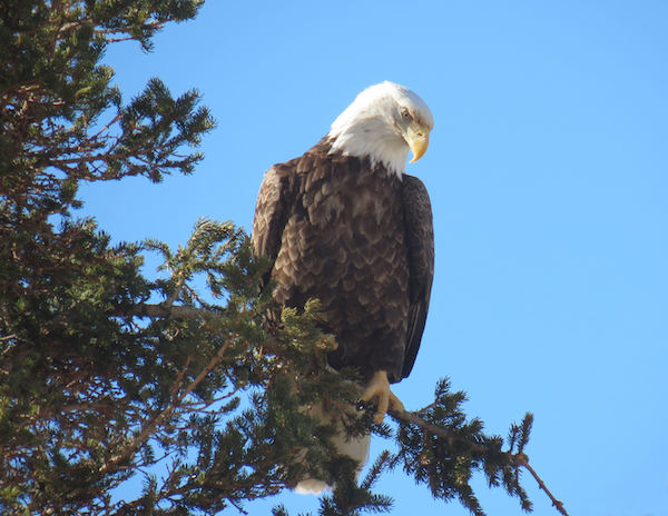 Big Pond Eagles 1 copy