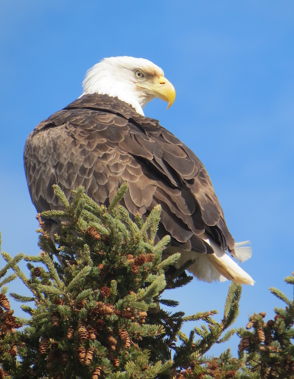 Big Pond Eagles 3 copy