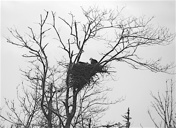 Eagle nest copy